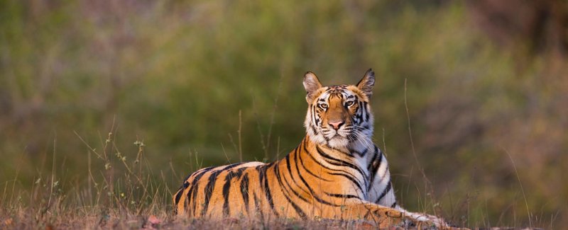 cover-chroniac-tygrysy_0