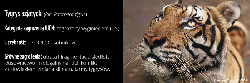 tygrys-wizytowka-black-1