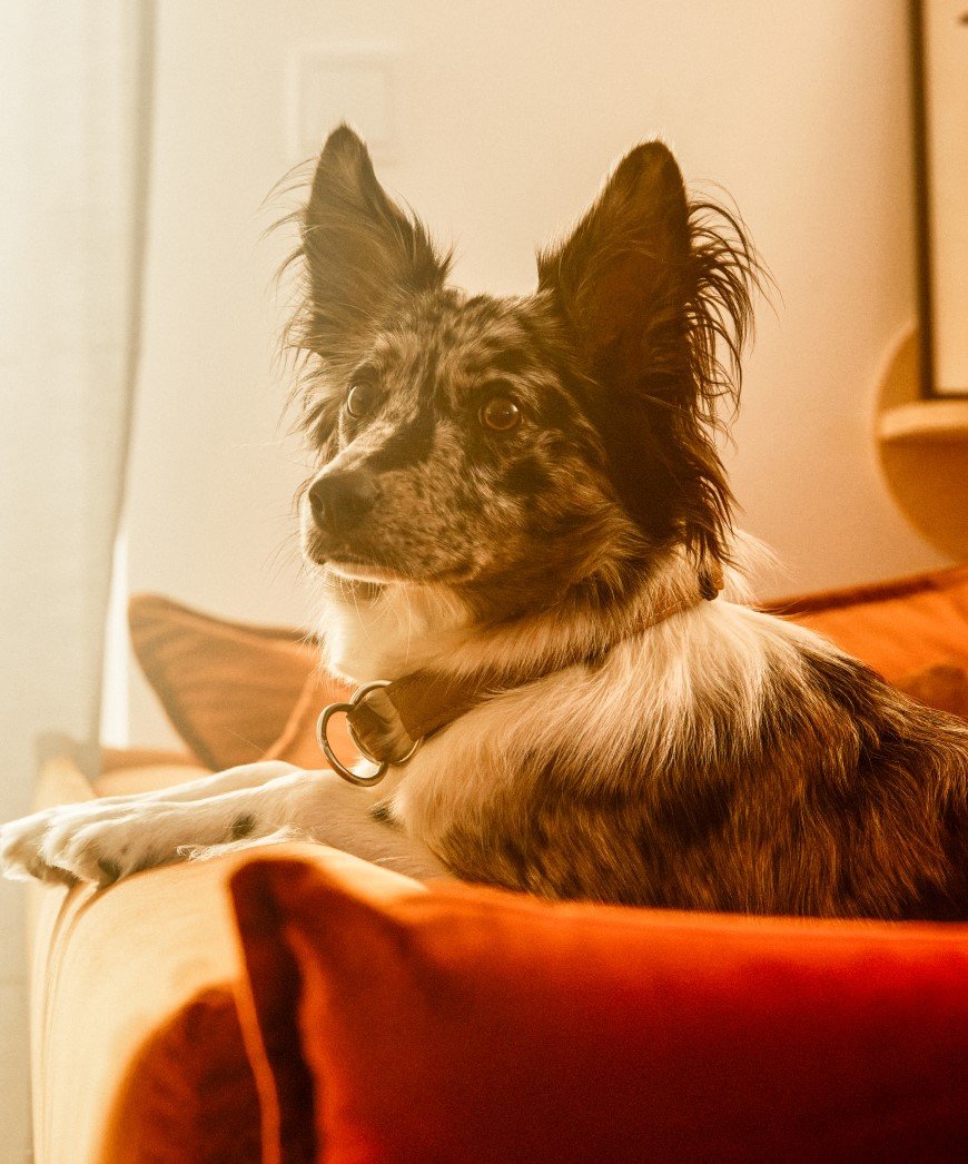 jak-postepowac-po-ugryzieniu-przez-psa