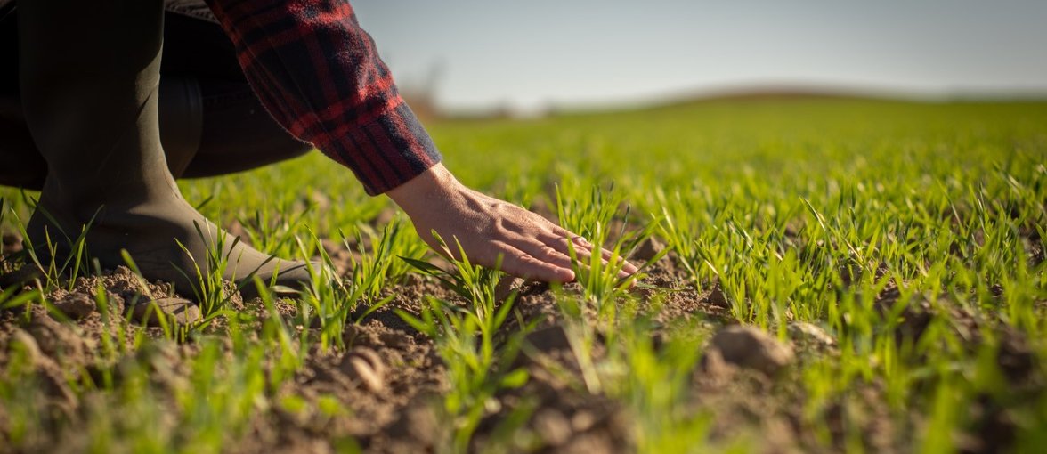 Rolnik dogląda upraw ozimych