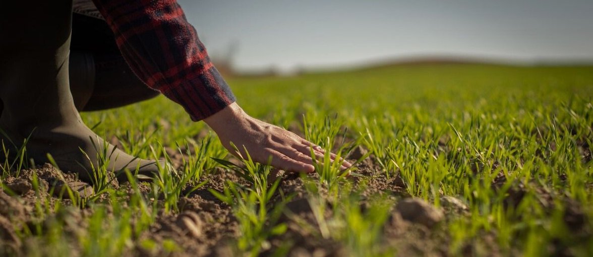 Rolnik dbający o uprawy rolne