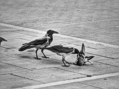 Marta Paszkiewicz (1)